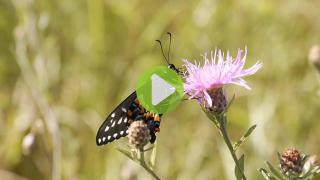 Arboretum Butterfly Release July 9, 2016